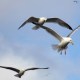 european-wildlife