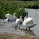 european-wildlife