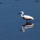 european-wildlife