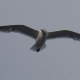 european-wildlife