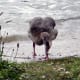 european-wildlife
