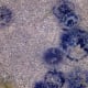 Jellyfish in rock pool on English coastline