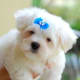 As the puppies mature, the coat begins to smooth out and start to acquire the silky look of the full-grown Maltese breed.