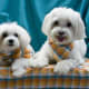 Pair of Pin-up pups from the 2007 calendar for the Metropolitan Maltese Rescue.