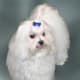 The Maltese dog breed standard calls for a pure white coat or one with slight flecks of lemon shading.