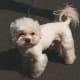 Maltese show dog with puppy clip or puppy cut coat.
