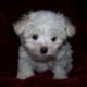 Maltese puppies are precious little bundles of fur.