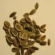 How many dill seeds would you need if you wanted an ounce of dill? Would you believe...10,000?