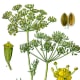 In medieval times, people believed that dill would protect them from witches, warlocks and sorcery.