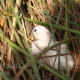 This female was part of the big flock of ducks dumped off late last year. She was a victim of over-breeding.