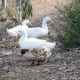 Mr. Squeaky, Mr. Pekin and Arthritis Duck were all killed by coyotes. Mr Squeaky was killed first when he traveled outside his usual area, Mr. Pekin and Arthritis Duck were both killed at the same time a few months later.