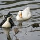 Both Oreo and Aflac were dumped together. Both died in the same place about two years apart. Aflac died in early 2013 and Oreo died in April 2015. Both were killed by predators.