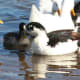 Cow was part of the large group of ducks previously mentioned in the module above. She passed away, possibly due to overbreeding, in May 2014.