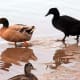 The Cayuga duck on the right didn't deserve to be dumped. See her story in the module above.