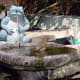 Robin in birdbath in pond