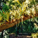 Look at those bromeliads growing on the thick branch of that tree!