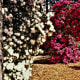 Rhododendrons in bloom in Golden Gate Park