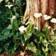 Calla lilies at the base of a tree