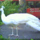 White peacock