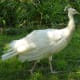 White peahen