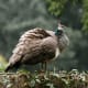 Peahen