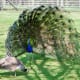 Peacock courtship