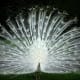 White peacock displaying its plumes