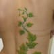 ivy-tattoo-designs-and-meanings-ivy-flower-tattoos-and-vine-tattoos
