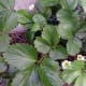 Alpine Strawberries in flower under our raspberry canes; plated there because unlike other strawberries they prefers shade.