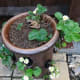 Standard Strawberry plants in a strawberry pot, loves a sunny spot so placed against a south facing fence next to our soft fruits border where I grow our raspberries and blueberries. I also grow a few strawberry plants in our greenhouse for an early