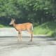 Deer near Baxter State Park - Baxter State Park