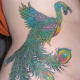 peacock-tattoos-and-meanings-peacock-feather-tattoos-and-meanings-peacock-tattoo-designs