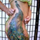 peacock-tattoos-and-meanings-peacock-feather-tattoos-and-meanings-peacock-tattoo-designs