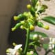 A better look at those little yellow bulbs.