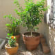 Kind of like "The little lime tree that could"... it made it through the first HOT Las Vegas summer!
