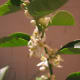 A close up of some of the white flowers this tree has on it in the spring.