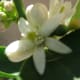 Close up of the little white blossoms. Looks so much like spring-time!