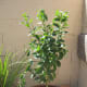 Aww, it was a cute li'l tree back on April 5, 2012.
