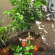 Really growing! We may have limes on it in late fall or winter, if we do get limes this year, I will put more pictures on here!