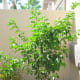 A more recent picture taken September 23, 2012. See how much it's grown?