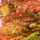 Fall foliage lining the path to a cemetery in Nikko, Japan.