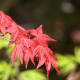 The red maple leaves stand out against ones that are still green, and a darker background. Tasmania, Australia.