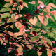 Autumn hues are starting to show. An overcast day and a green background helps boost the color in the leaves. Fukushima, Japan.