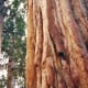 Thick bark of giant Sequoia trees