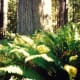 Redwoods and the ferns growing beneath these towering trees.