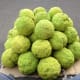 Building the layers of the Hedge Apple Christmas Tree