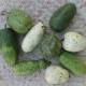 benefits-of-bottle-gourd