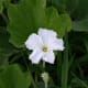 white bottle gourd flower