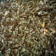 bottle gourd seeds