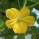 yellow bottle gourd flower